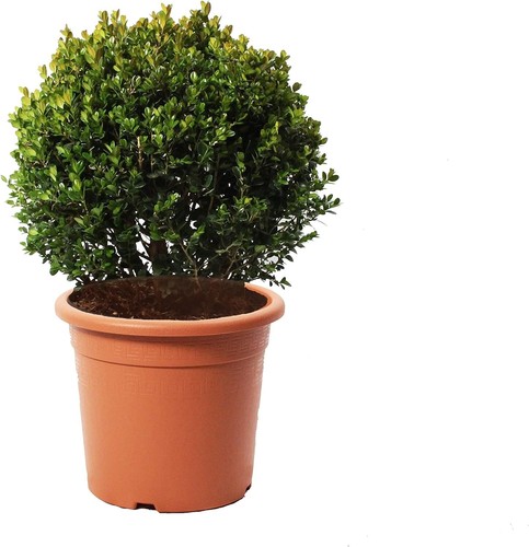 Bosso sfera pianta - bosso,