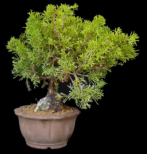 Bonsai juniperus chin - juniperus,