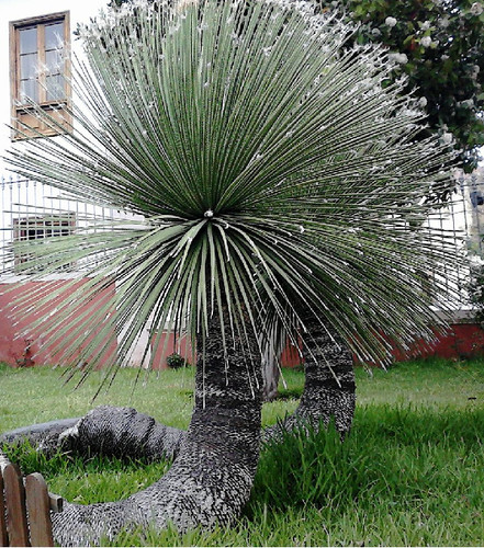 Dasylirion cedrosanum - ,
