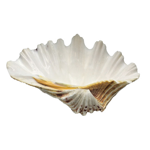 Tridacna gigas clam - tridacna,