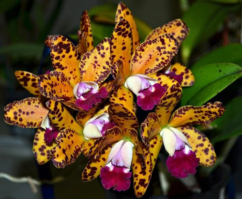 Pianta orchidea cattleya - orchidea,