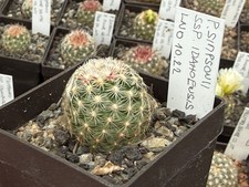 Pediocactus simponii ssp