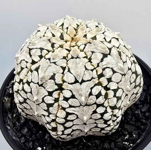 Astrophytum asterias super - astrophytum,