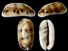 Cypraea listeri - , f