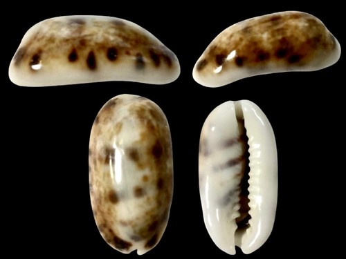 Cypraea listeri - , f