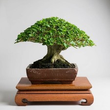 Bonsai Premna Microphylla