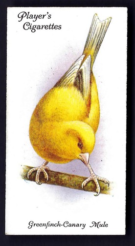 Player aviary and cage - cage, birds