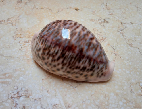Cypraea pantherina 100 - ,5, mm