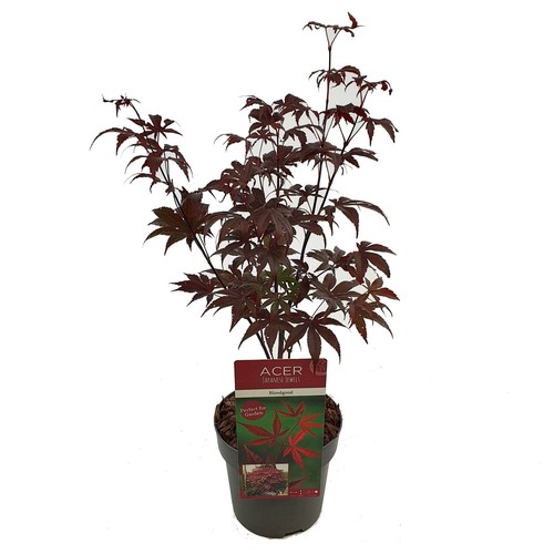 Acero rosso giapponese acer - acero,