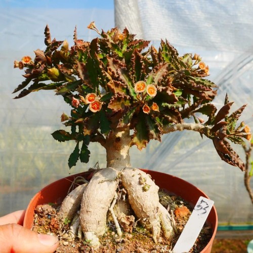 Euphorbia capsaintemariensis - euphorbia,