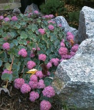 3 PIANTE DI SEDUM SIEBOLDII VASO 11CM Caducifoglia