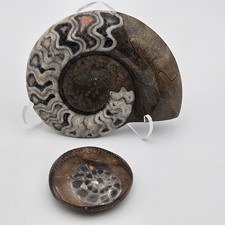 Ammonite - Polished Fossil Of