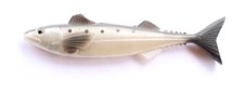 Sgombro pesce gomma - sgombro,