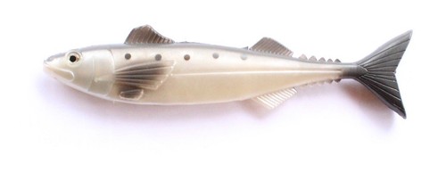 Sgombro pesce gomma - sgombro,