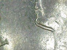 100 LIRE 1979 FAO ERRORE -