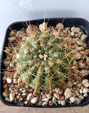 Notocactus ottonis di