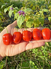 10 semi di peperoncino Rocoto Red + guida + omaggio