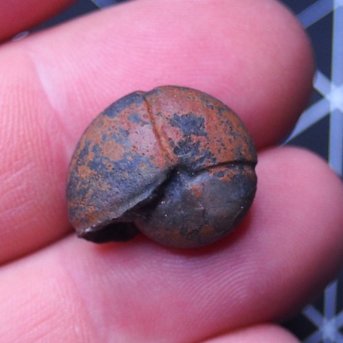 Ammonite fossile minerale