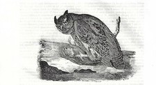 Stampa antica GUFO REALE con preda Bubo bubo uccello notturno 1840 Antique print