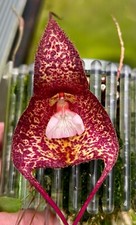 Dracula Species bella in Orchitop XL pianta orchidea Masdevallia
