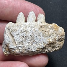 Raro esemplare fossile di