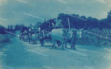 dm45 cartolina cerreto sannita ? carro trainato da buoi provincia di benevento