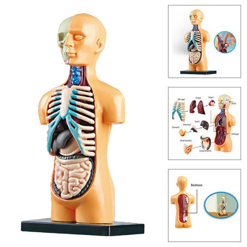 Scienza gli organi del - 3d,