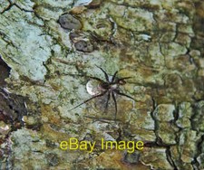 Photo 6x4 Raft Spider -