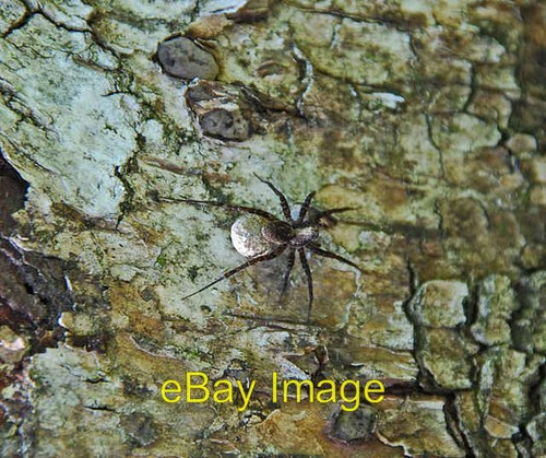 Photo 6x4 raft spider - photo,