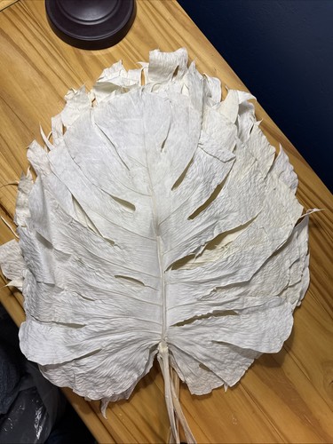 Foglie monstera essiccate - di,