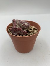 Euphorbia lactea crestata - lactea,