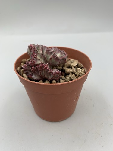 Euphorbia lactea crestata - lactea,