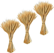 300 Pezzi Spighe Di Grano
