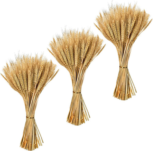 300 pezzi spighe grano - di,
