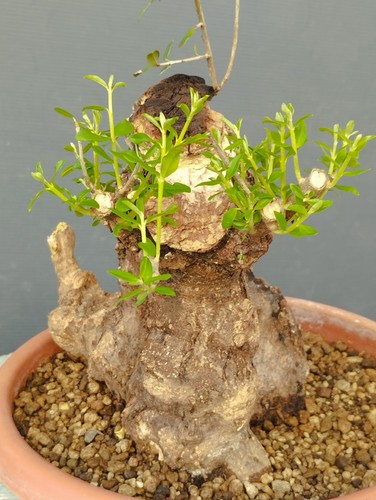 Bonsai olivastro 30x20cm - bonsai,