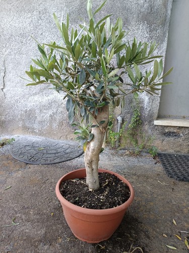 Ulivo bonsai vaso - ulivo, 25
