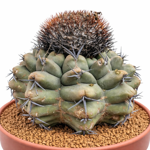 Discocactus 568 seeds - sp.,