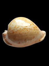 Shell conchiglia cypraea - shell,