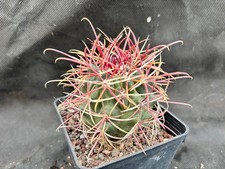 FEROCACTUS VISCAINENSIS