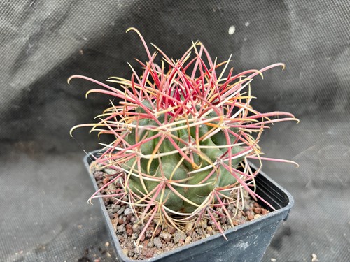 Ferocactus viscainensis - ferocactus,