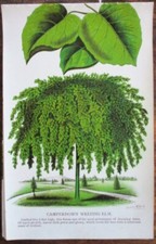 Vtg, Print, CAMPER DOWN