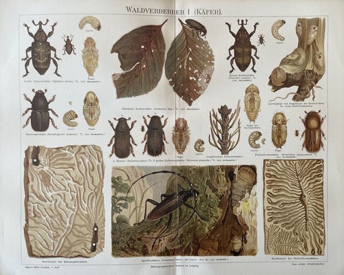 Carabeo distruttore forestale - distruttore,