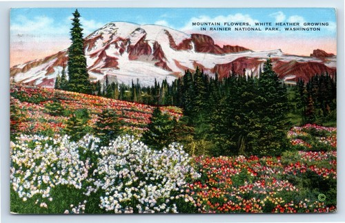 White heather blooms - white, in