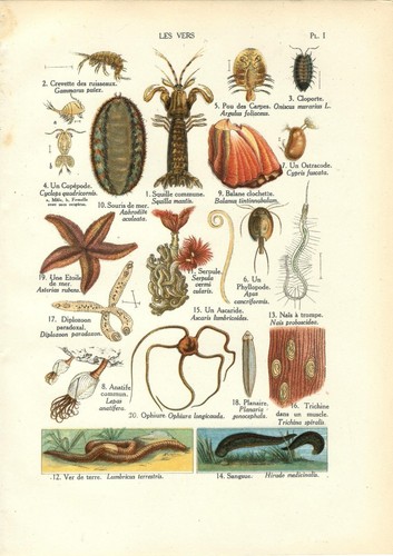 Stampa antica animali - antica,