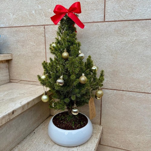 Bonsai abete con - bonsai, e