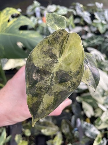 Alocasia sedenii aurea - alocasia,