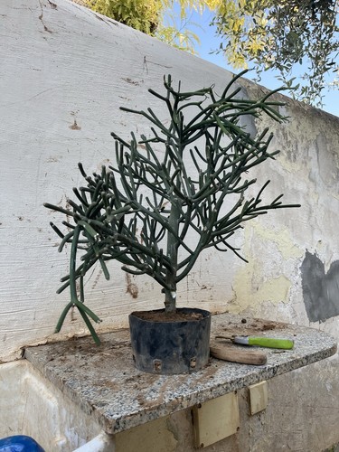 Bonsai euphorbia tirucalli - bonsai,