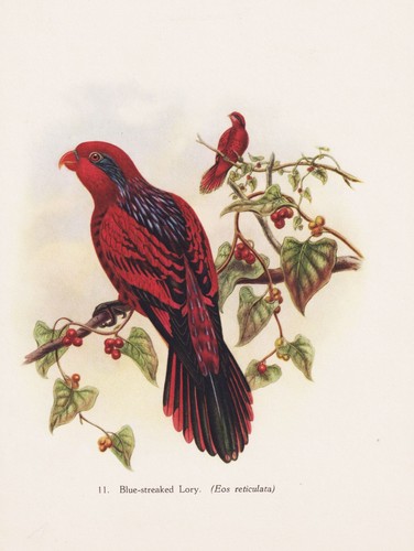 Lory eos reticulata lori - eos,