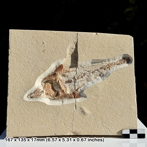 Rare coccodus fossil fish - rare,