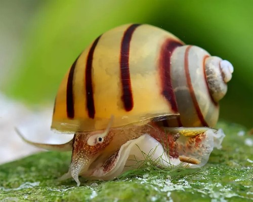 Lumaca acquario dolce asolene - acquario,